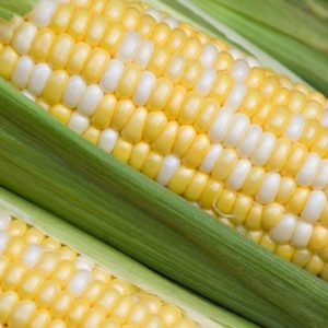 Corn Bicolor