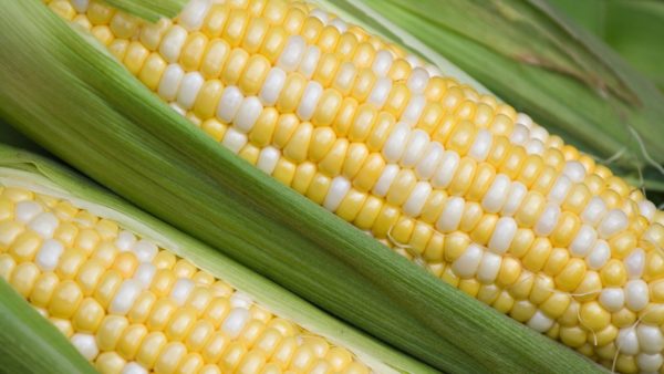 Corn Bicolor