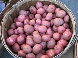 New Red Potatoes