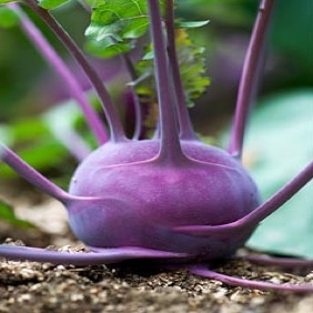 Purple Kohlrabi