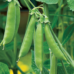 Sugar Snap Peas