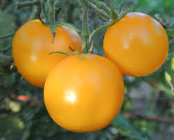 Yellow Tomatoes